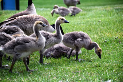 group of animals