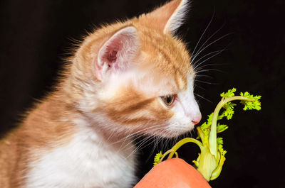 Close-up of cat drinking milk