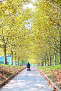 Rear view of man on road amidst trees during autumn