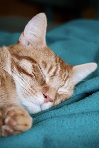 Orange kitten sleeping