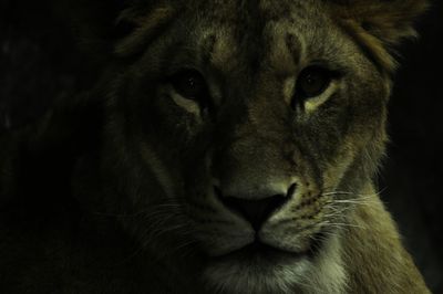 Close-up portrait of a lioness