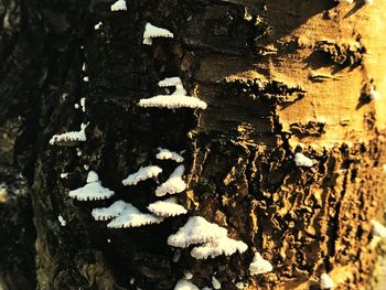 Close-up of snow on tree trunk