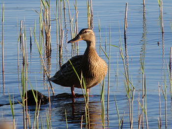 Duck in a lake