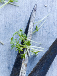 Scissors and cut herbs, close-up