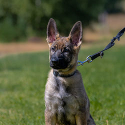 Portrait of a dog on field