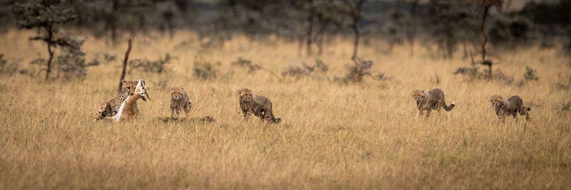 View of cheetahs hunting deer on field