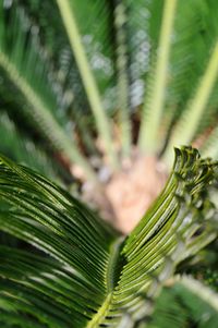 Close-up of fern leaf