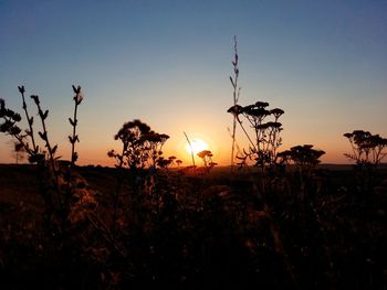 Silhouette plants on field against sky during sunset