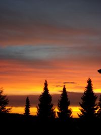 Silhouette of trees at sunset