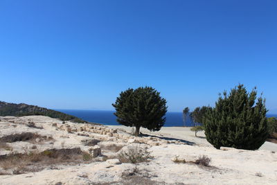 Trees on landscape against clear blue sky