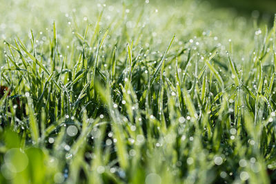 Close-up of wet grass