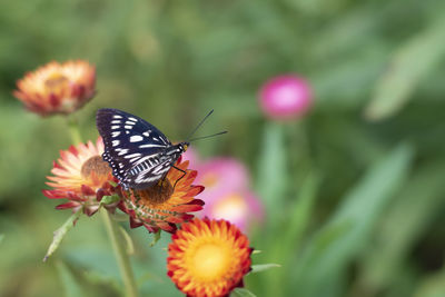 Close-up of butterfly pollinating on flower