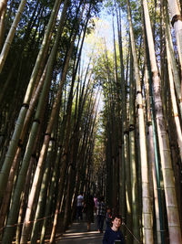 People walking on bamboo trees in forest