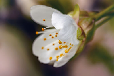 Close-up of white flower