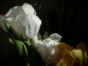 Close-up of white rose