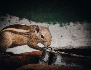 Close-up of squirrel on rock