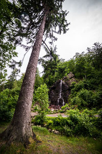 Trees in forest
