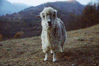 Portrait of sheep standing in a field