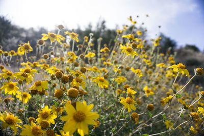 Close-up of yellow flowers blooming in field against sky