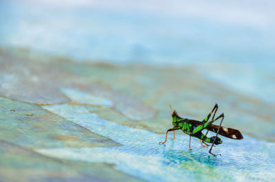 Close-up of insect on wood