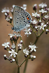 Close-up of butterfly pollinating on flower