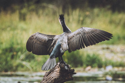 Close-up of a bird flying against blurred background