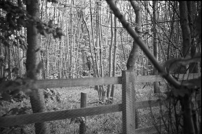 Trees growing on field in forest