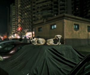 View of a cat on building