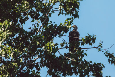 Low angle view of bird perching on tree against sky