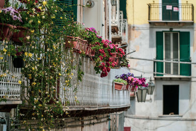 Flower pot by plants outside house