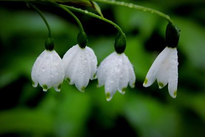 Close-up of wet white flowers