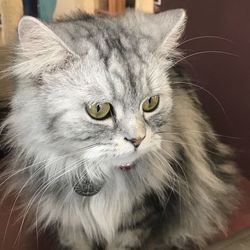 Close-up portrait of a cat