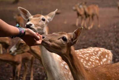 Cropped image of hand touching deer