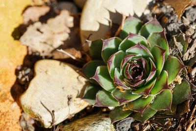 High angle view of succulent plant