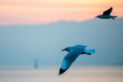 Seagull flying in the sky