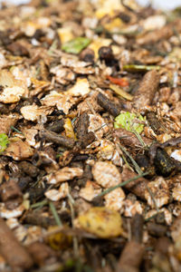 High angle view of dry leaf on field