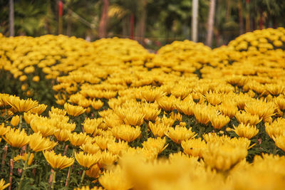 Close-up of yellow flowering plants on field