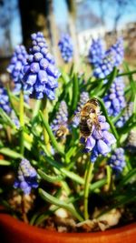 Close-up of bee pollinating on purple flower