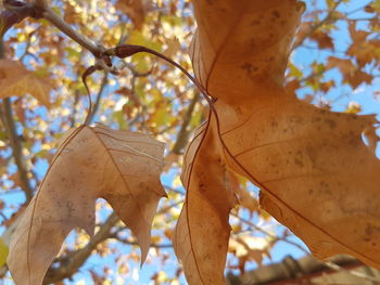 Low angle view of maple tree