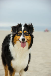 Portrait of australian shepherd sticking out tongue at beach