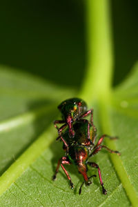 Close-up of spider on leaf