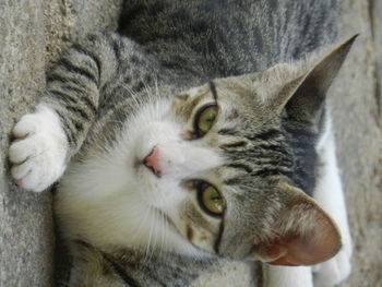 Close-up portrait of a cat