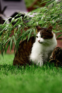 Cat in a field