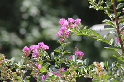 Close-up of pink flowering plant