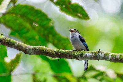 Close-up of bird perching on branch