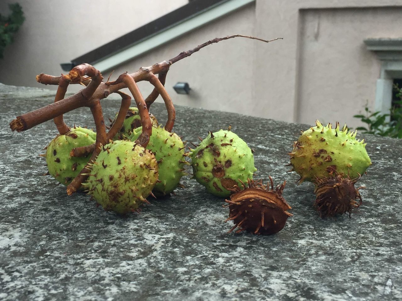 CLOSE-UP OF FRESH FRUIT ON PLANT