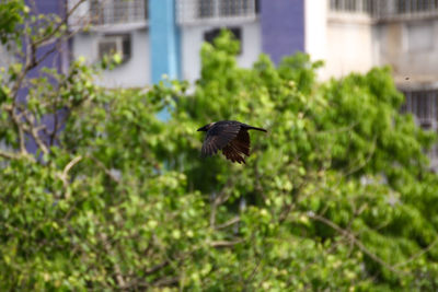 Close-up of bird flying against plants