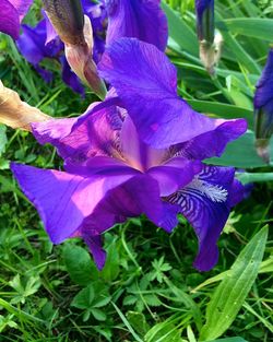 Close-up of purple flowers