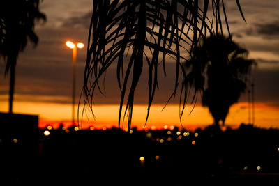 Silhouette plants against sky during sunset