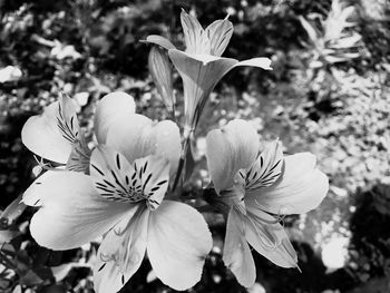 Close-up of flowers blooming outdoors